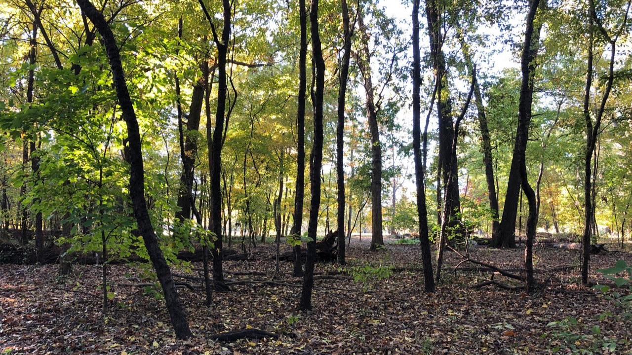 Volunteers and Forest Park Forever Staff Remove Invasive Species in More Than 3 Acres of Kennedy Forest: A Triumph for Conservation, Community, and Ecological Restoration